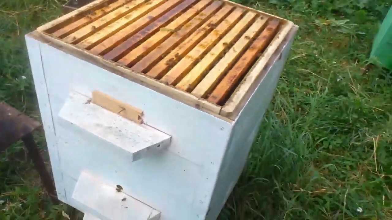 Пасека на колесах: особенности и организация кочевого пчеловодства
пасека на колесах: особенности и организация кочевого пчеловодства