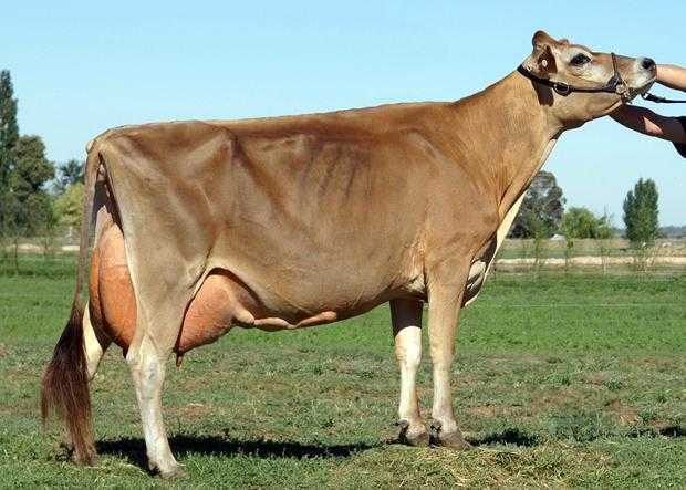 Порода коров шароле и ее продуктивность