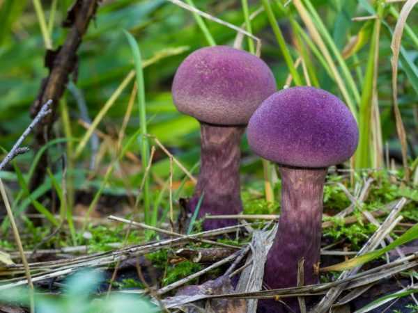 Гриб коровник — коровья губа: как выглядит свинушка, польза и вред гриба. способы приготовления грибов коровья губа, что делать при отравлении грибами?