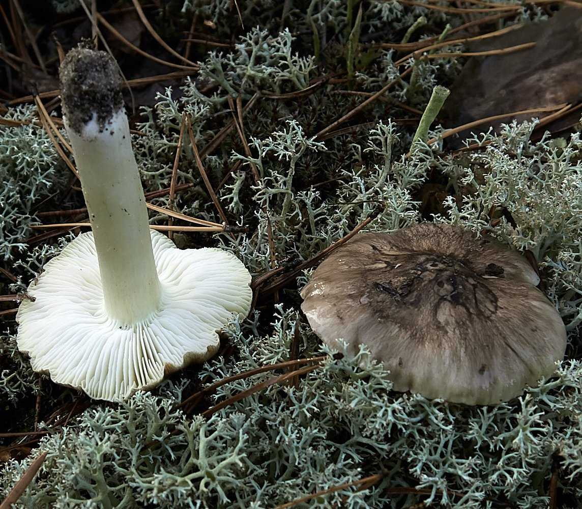 Гипсизигус ильмовый – гриб с запахом сырости