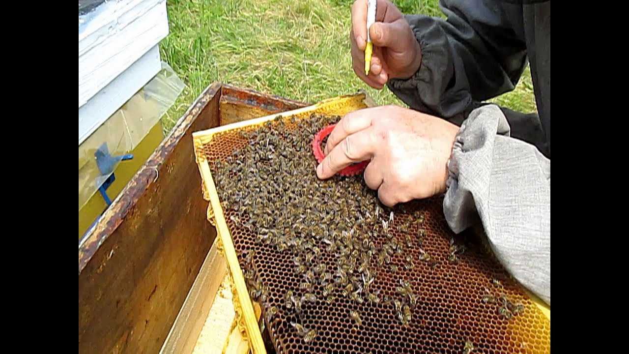 Как сделать отводок пчел без матки: пошаговая инструкция и рекомендации - sammedic.ru
