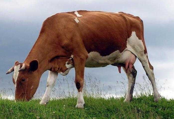 Корова плохо ест сено: причины подобного поведения. Что делать, если животное отказывается от пищи. Сколько сена должна есть корова в день.