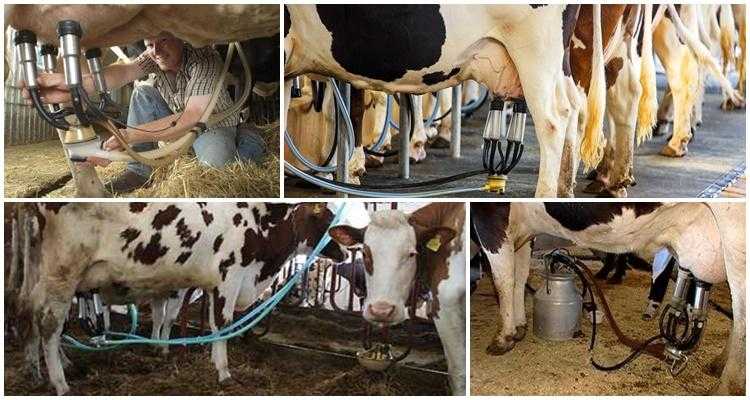 Доильный аппарат для коров: как сделать в домашних условиях