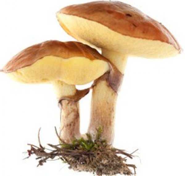 Как хранить маринованные грибы в домашних условиях в банке и после открытия