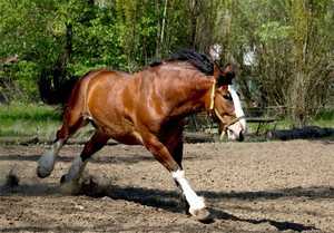 Владимирская порода лошадей: тяжеловоз, характеристики, разведение, особенности, фото и видео, описание