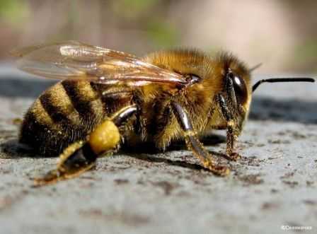 Пчелы карника: особенности и характеристика породы