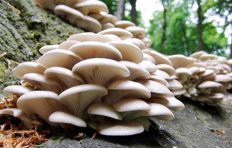 Выращивание грибов в домашних условиях: главные особенности