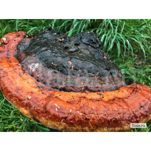 Трутовик чешуйчатый: описание, фото гриба