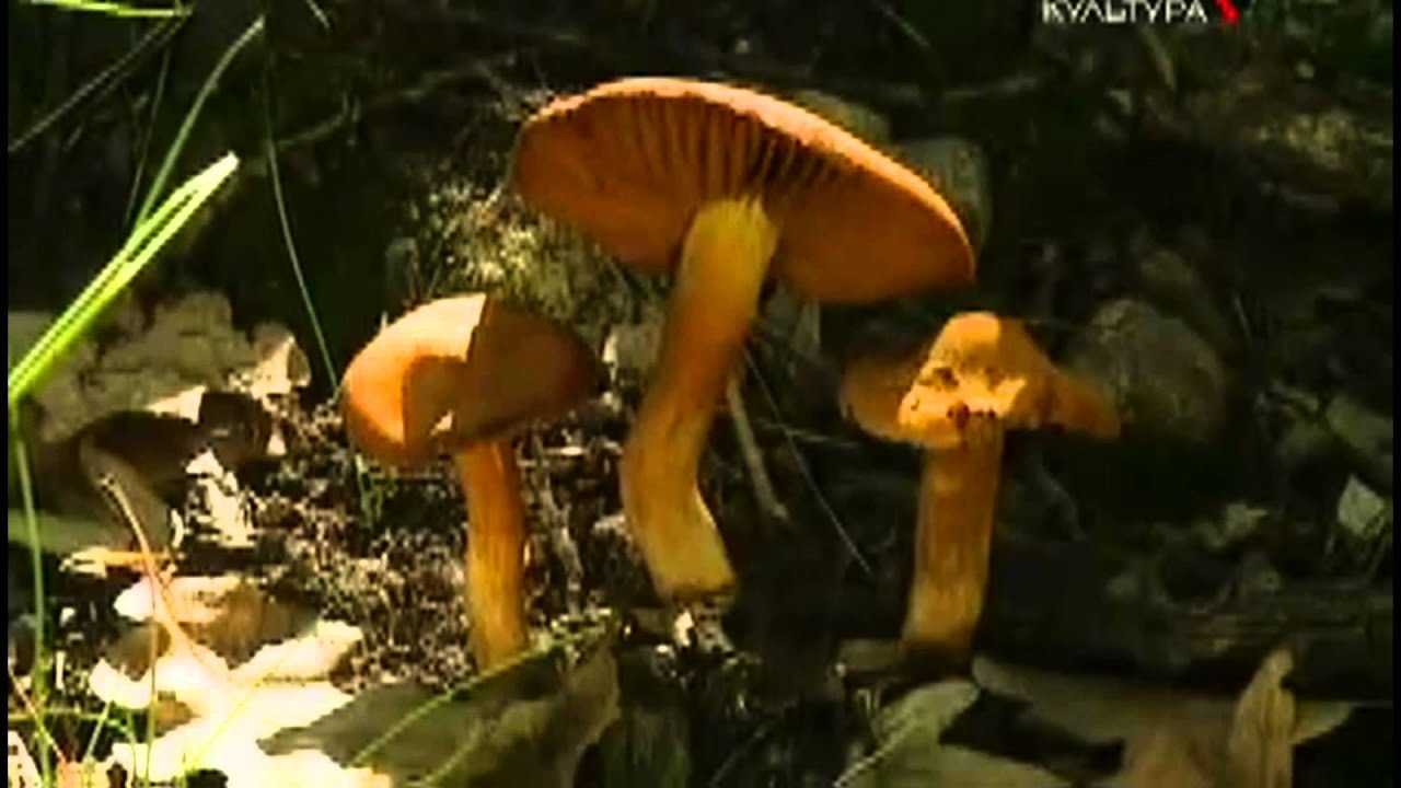 Названия и описание грибов с коричневой шляпкой и коричневой ножкой (+37 фото)