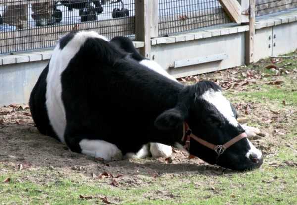 Ветеринария крс | предупреждение заболеваний коров
