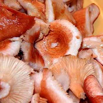 Как готовить грибы белянки, описание, как варить на зиму, рецепты - сад и дача