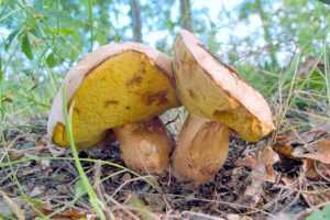 Боровик бронзовый (boletus aereus) или болет бронзовый: фото описание и как правильно приготовить этот гриб
