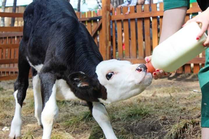 Лучшие породы коров - молочные, мясные, мясо-молочные