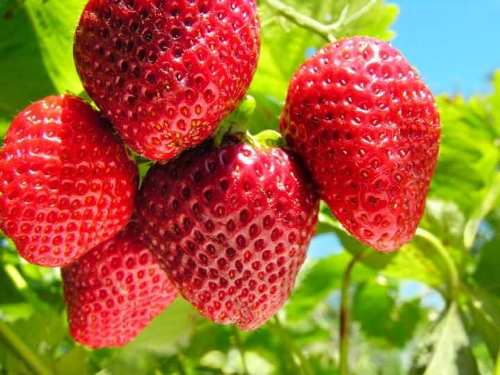 Правильная подкормка клубники весной: выбор удобрения для ягоды, технология обработки