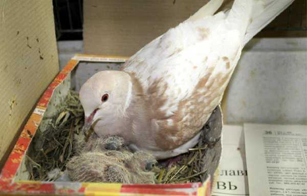 Как размножаются голуби: спаривание, сколько высиживают яйца, когда выводят птенцов