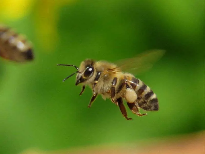 Строение пчелы: подробная анатомия и особенности