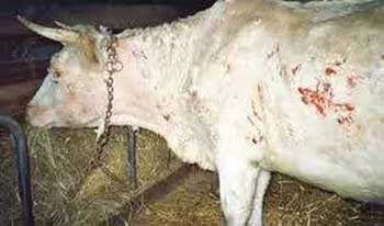 Кетоз у коров: симптомы, признаки, лечение, профилактика. чем и  как вылечить кетоз у молочной коровы.