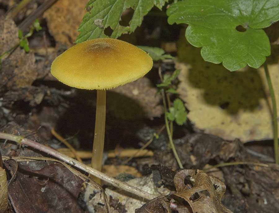 Плютей львино-желтый — редкий гриб-базидиомицет