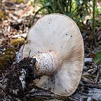 Что за гриб похож на белый, но шляпка снизу желтая. общее описание опасных двойников | дачная жизнь