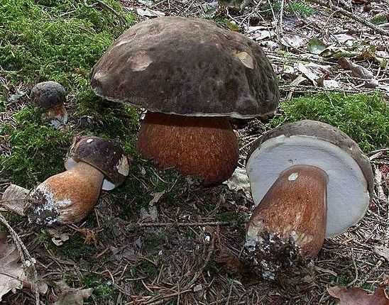 А вы знаете, сколько растет белый гриб?
