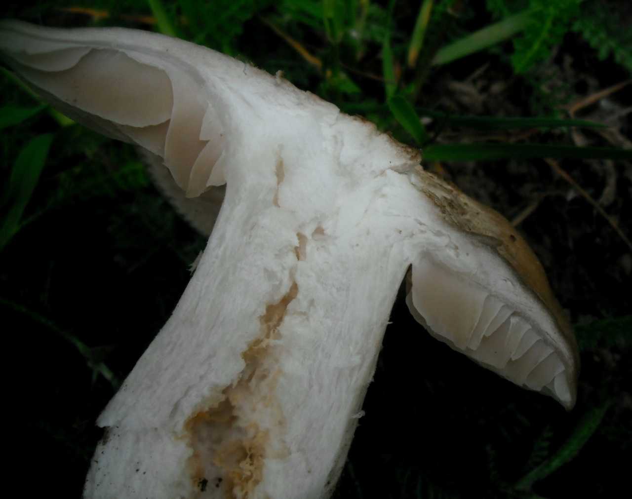 Энтолома садовая: можно есть этот гриб или нет?