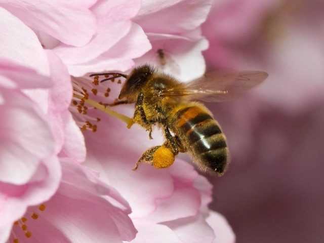 Препарат окситетрациклин для лечения гнильца у пчел |