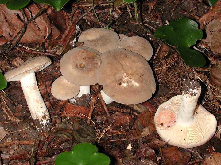 ✅ гриб серушка, фото и описание. грибы путики: съедобные или ядовитые - tehnoyug.com