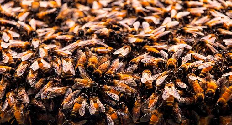 Пчелиная матка — королева улья. как выглядит, особенности смены
