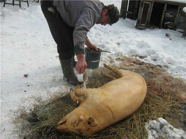Колем свинью