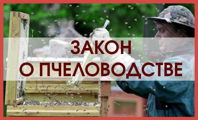 Пчеловодство: особенности организации пассики и ухода за пчелами | cельхозпортал
