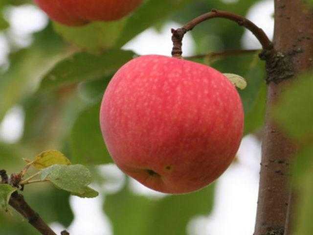 Особенности посадки и ухода за яблоней сорта "мельба"