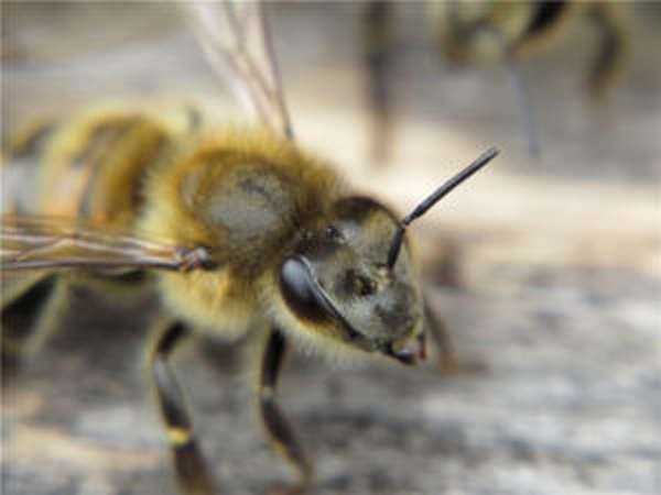 Описание органов зрения медоносных пчёл, сколько глаз у пчелы, простые и фасеточные глаза