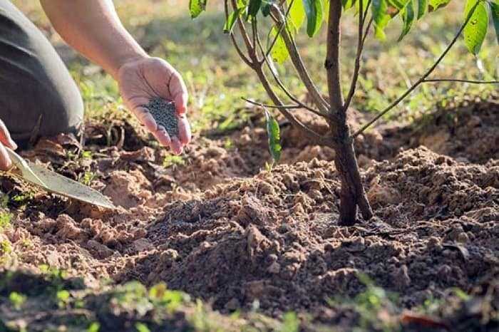 Какие удобрения вносить осенью, что лучше для почвы