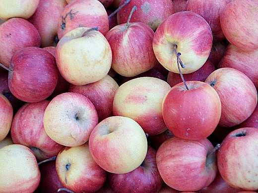 Яблоня румянка свердловская — описание сорта, фото, отзывы