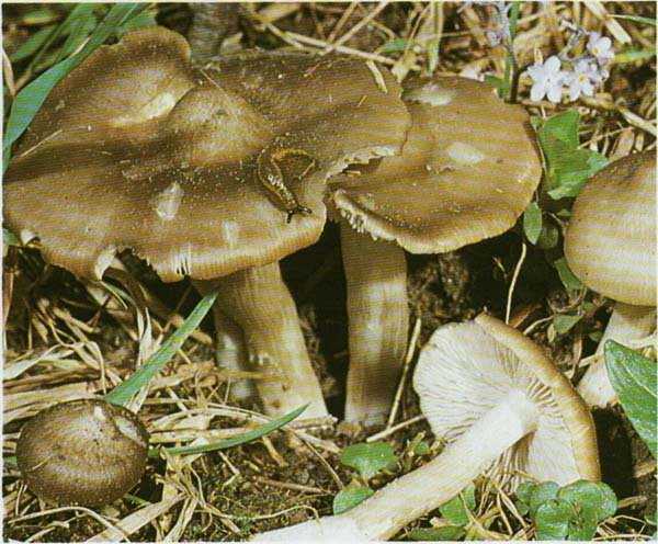 Один из весенних грибов, который почти никто не знает. энтолома садовая - страна мам
