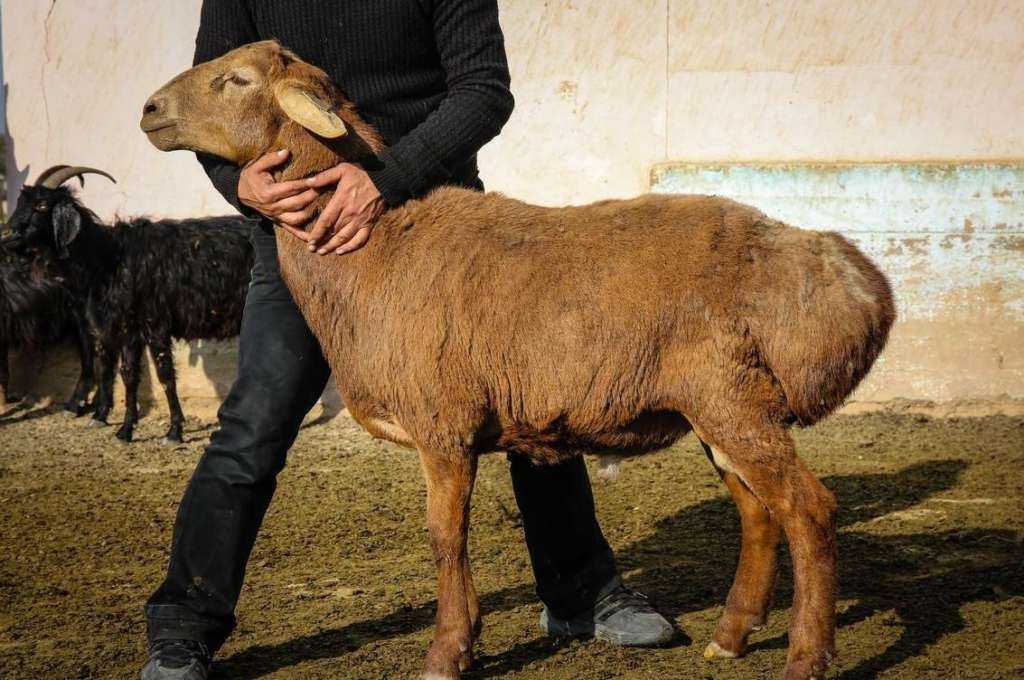 Гиссарская порода овец: характеристика и описание, особенности разведения, фото