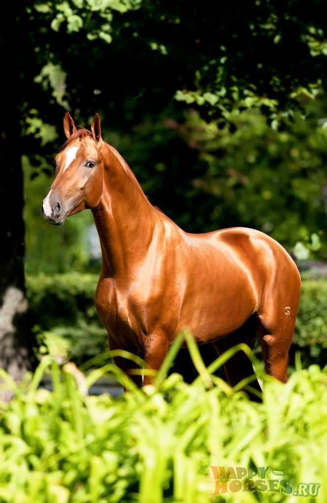 Донская лошадь: породы, масти, описание и история