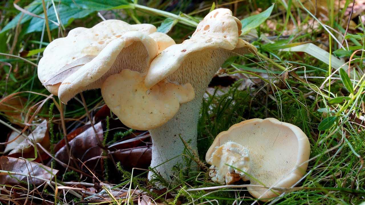 Съедобный гриб ежовик, его основные разновидности: желтый, пестрый и другие; как приготовить ежевики