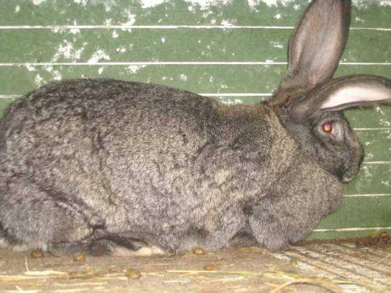 Кролики породы ризен: немецкий ризен, фото, отзывы описание, разведение