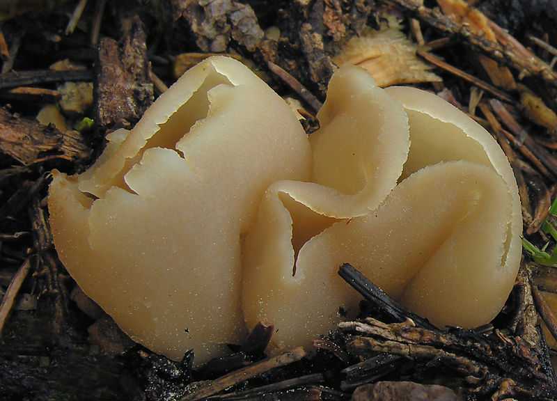 Пецица коричневая (темно-каштановая, каштановая, peziza badia): как выглядит, где и как растет, съедобный или нет