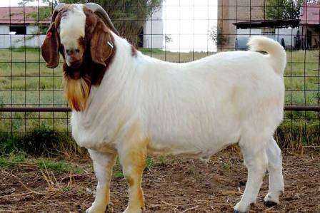 23 мясные породы коз с фото и описанием