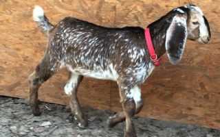 Англо-нубийские козы: описание породы, содержание, разведение и фото