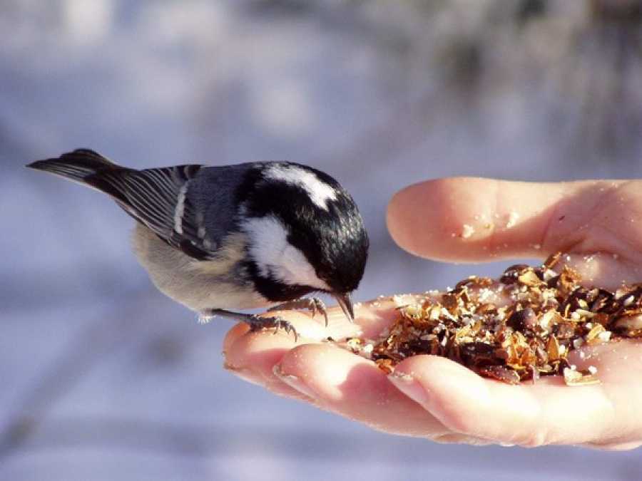 Что едят и чем кормить голубей в домашних условиях и на улице