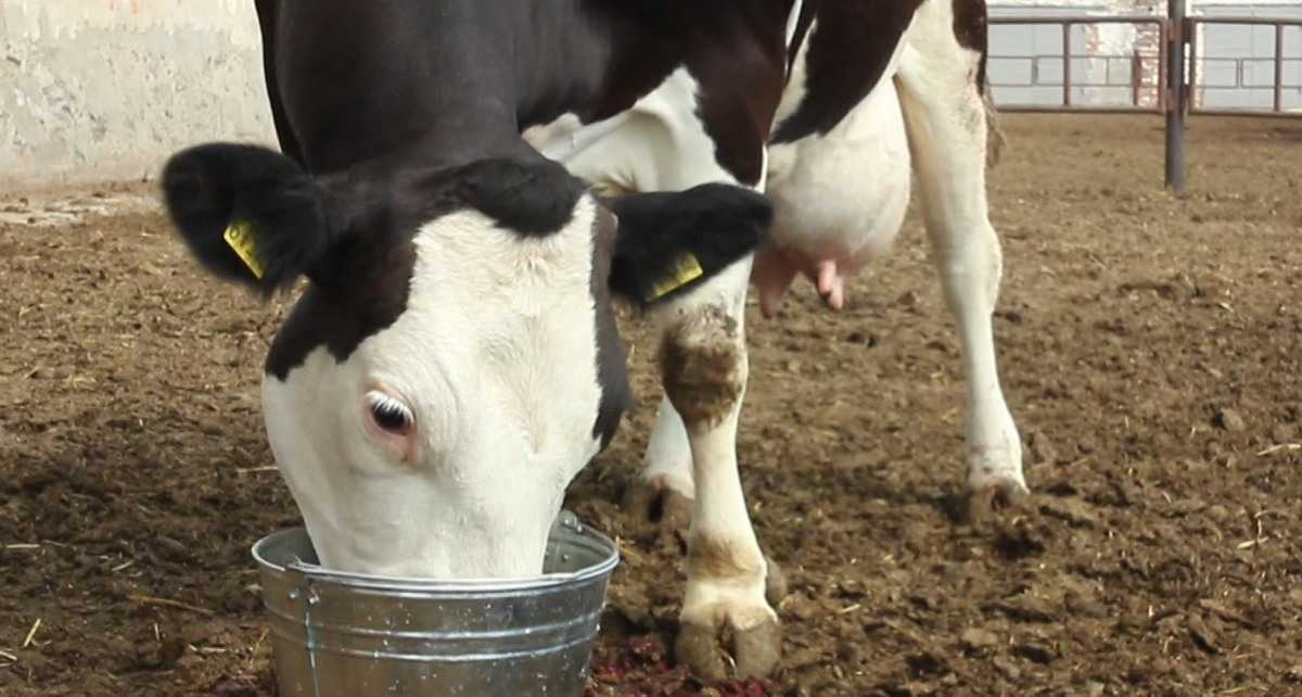 Молоко после отёла коровы: почему нет молока или его мало
