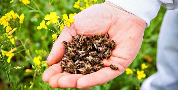 Пчелиный подмор при простатите у мужчин: способ применения