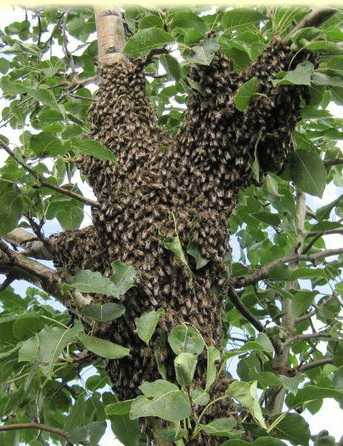 Пчела любит драки, или когда и как объединять пчелиные семьи