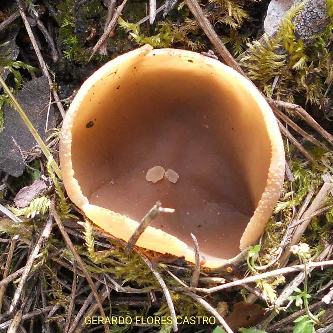 Чесночник дубовый (marasmius prasiosmus): как выглядят грибы, где и как растут, съедобны или нет.