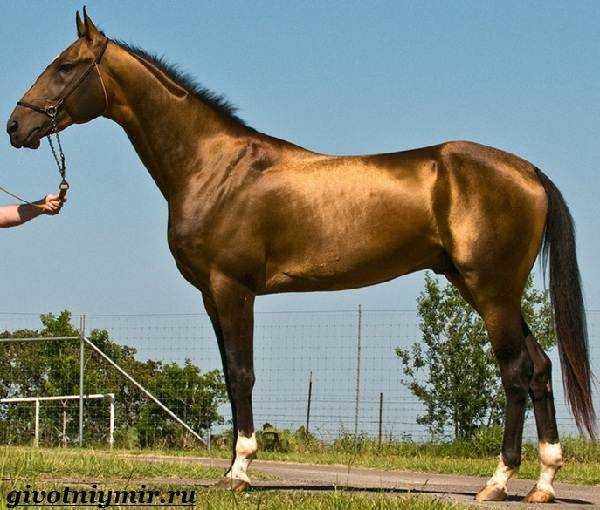 Тракененская порода лошадей (29 фото): характеристика жеребят породы тракен, характер коней