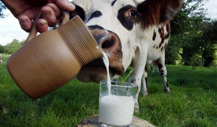 Как раздоить корову