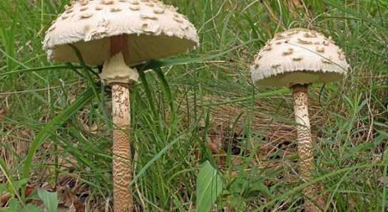 Грибы-зонтики — съедобные или ядовитые: разновидности, описание, фото. гриб-зонтик съедобный: как выглядит, с чем можно перепутать? как отличить гриб-зонтик от мухомора, поганки, ядовитых грибов: сравнение, сходства и различия. полезны ли грибы-зонтики?